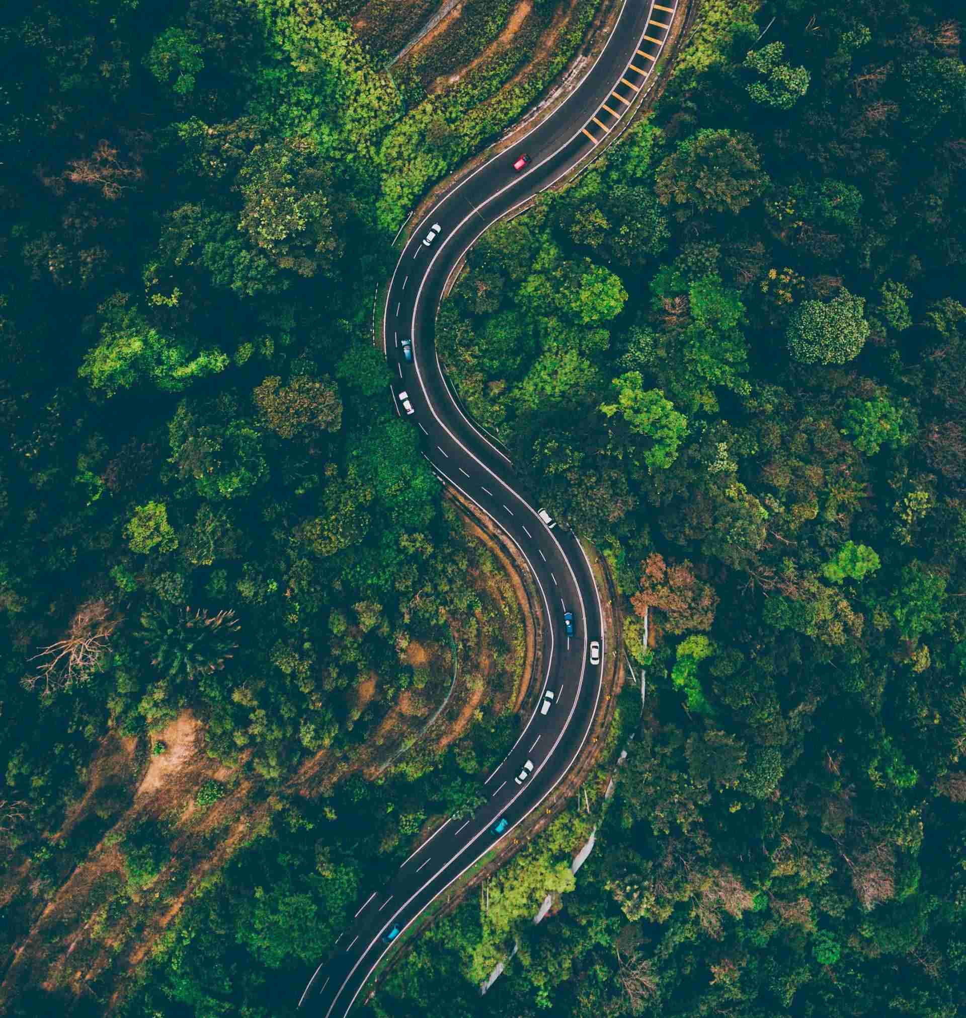 top view of cars on road surrounded by trees